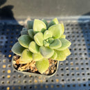 Echeveria 'Angels Kiwi' 2" Air Magic Hybrid Succulent Plant