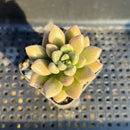 Echeveria 'Angels Kiwi' 2" Air Magic Hybrid Succulent Plant