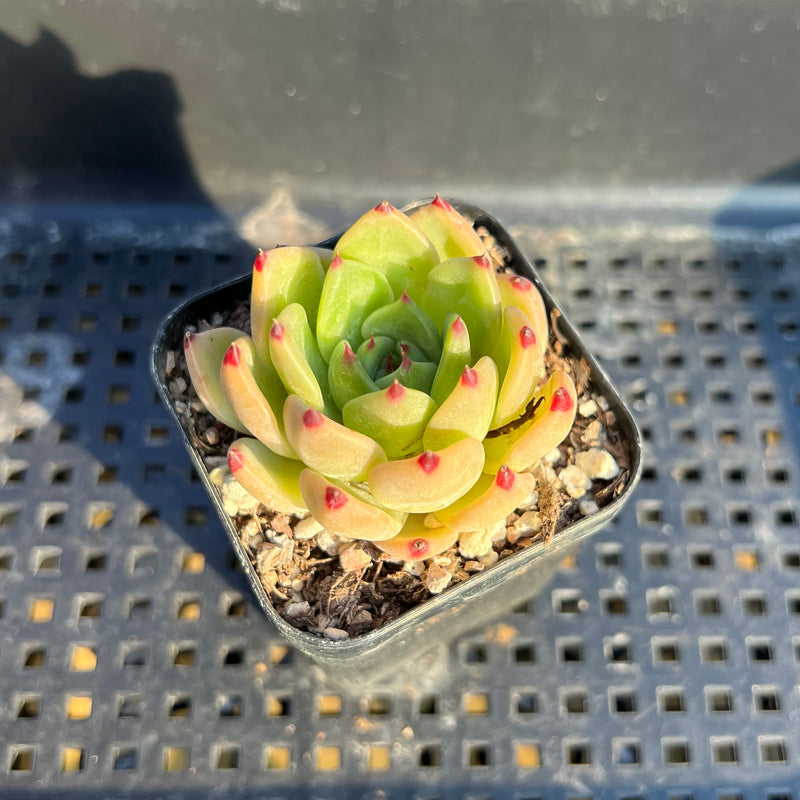 harvest succulents Echeveria 'Harvest' 1"-2" Succulent Plant