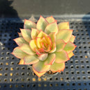 Echeveria 'Esther' Variegated 2" Succulent Plant