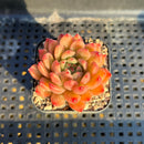 Echeveria 'Fabien' 2" Succulent Plant