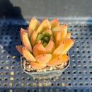 Echeveria Agavoides sp. 2" Succulent Plant