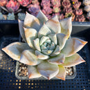 Echeveria Mexican Giant 5" Powdery Succulent Plant