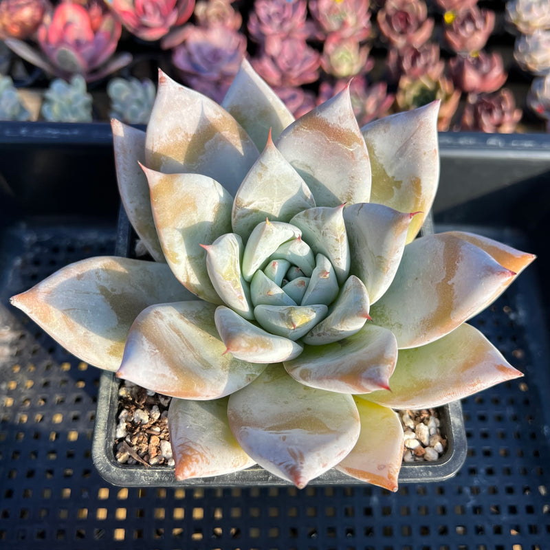 mexican succulents Echeveria Mexican Giant 5" Powdery Succulent Plant