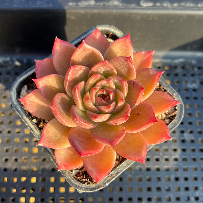 changhee succulent Echeveria 'Colorado' 3" Changhee Original Hybrid Succulent Plant – True Succulents Plant Co