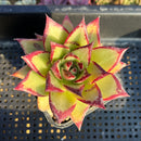 Echeveria Agavoides 'Ebony' Hybrid 3"-4" Succulent Plant