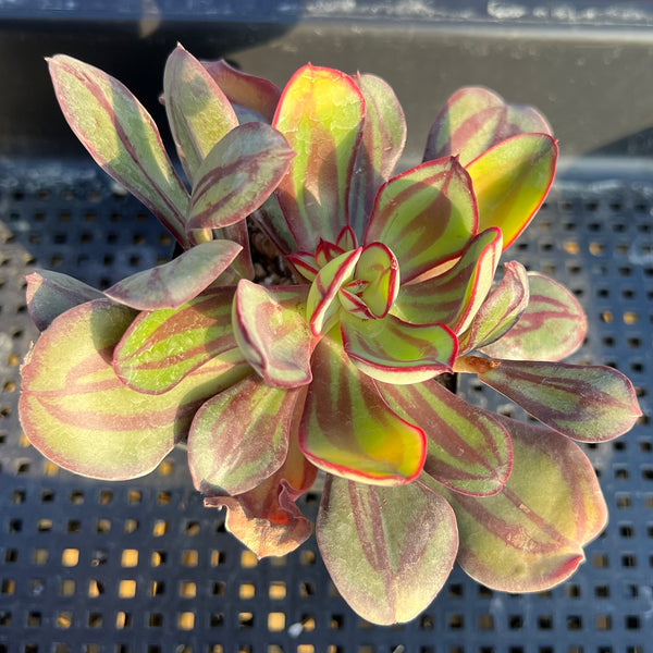 echeveria nodulosa succulent Echeveria Nodulosa 3"-4" Succulent Plant – True Succulents Plant Co
