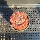 Echeveria sp. 1" Succulent Plant