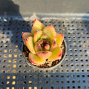 Echeveria Agavoides 'Ebony' Hybrid 1"-2" Succulent Plant
