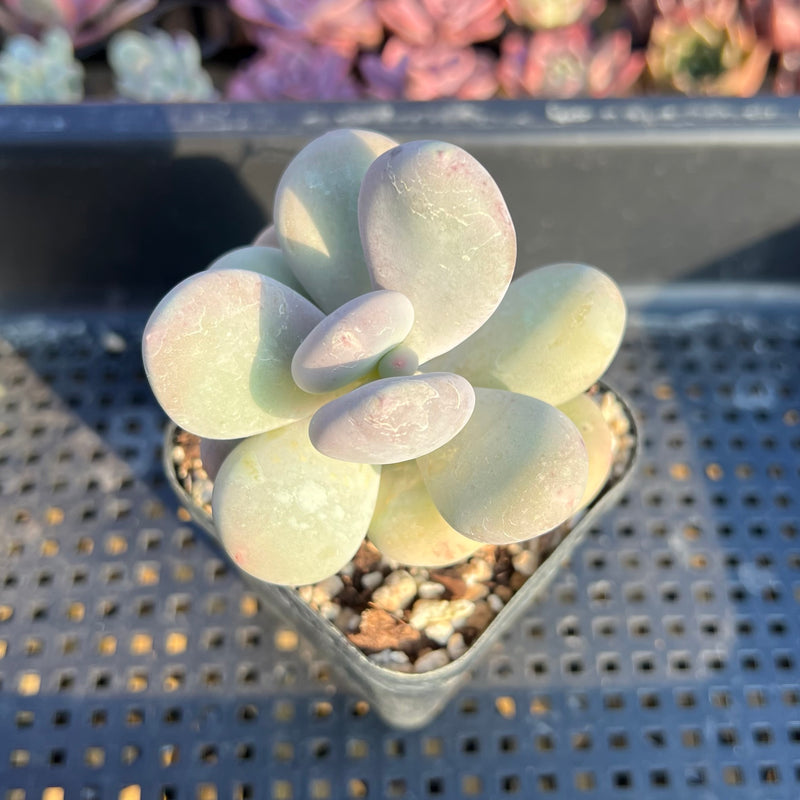 bracteosum succulent Pachyphytum 'Bracteosum' 2"-3" Succulent Plant