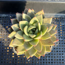 Echeveria 'Snokii' 3" Succulent Plant