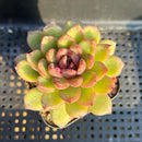 Echeveria 'Black Queen' Hybrid 2" Succulent Plant