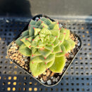 Echeveria Agavoides 'Wrinkle Maria' 2" Succulent Plant