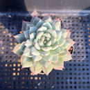 Echeveria 'Gridline' 2" Succulent Plant