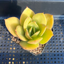 Echeveria Agavoides 'Jupiter' 2" Paddle Shaped Leaf Succulent Plant
