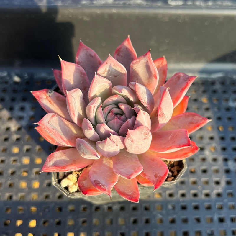 black swan succulent Echeveria 'Black Swan' 2" Succulent Plant