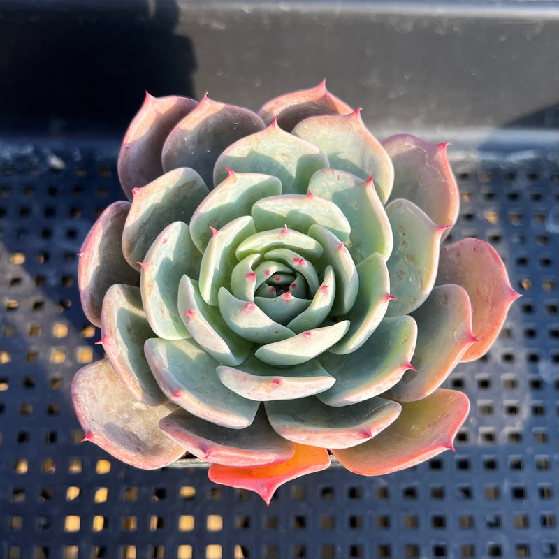 echeveria air plant Echeveria 'Cold Brew' 2" Air Magic Hybrid Succulent Plant – True Succulents  Plant Co