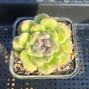 Echeveria 'Black Queen' x 'Albicans' Hybrid 3" Flower Village Original Hybrid Succulent Plant