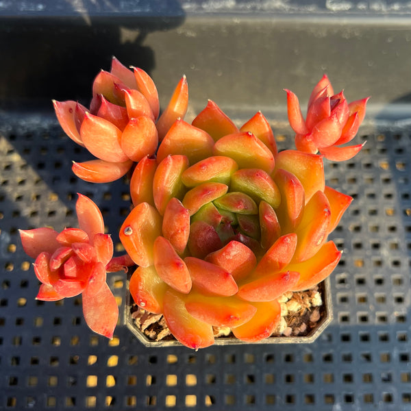 echeveria succulent with orange flowers Echeveria Hybrid sp. 2