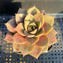 Echeveria 'Mysterious Rose' Hybrid 3" Succulent Plant