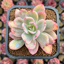 Echeveria 'Luella' Variegated 2" Succulent Plant Cutting