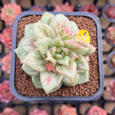 Echeveria Agavoides 'Wrinkle Maria' 2" Succulent Plant Cutting