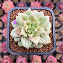 Echeveria Agavoides 'Wrinkle Maria' 2" Succulent Plant Cutting