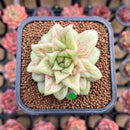 Echeveria Agavoides 'Wrinkle Maria' 2" Succulent Plant Cutting