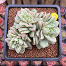 Echeveria Agavoides 'Wrinkle Maria' 3" Cluster Succulent Plant Cutting