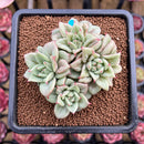 Echeveria Agavoides 'Wrinkle Maria' 3" Cluster Succulent Plant Cutting