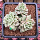 Echeveria Agavoides 'Wrinkle Maria' 3" Cluster Succulent Plant Cutting