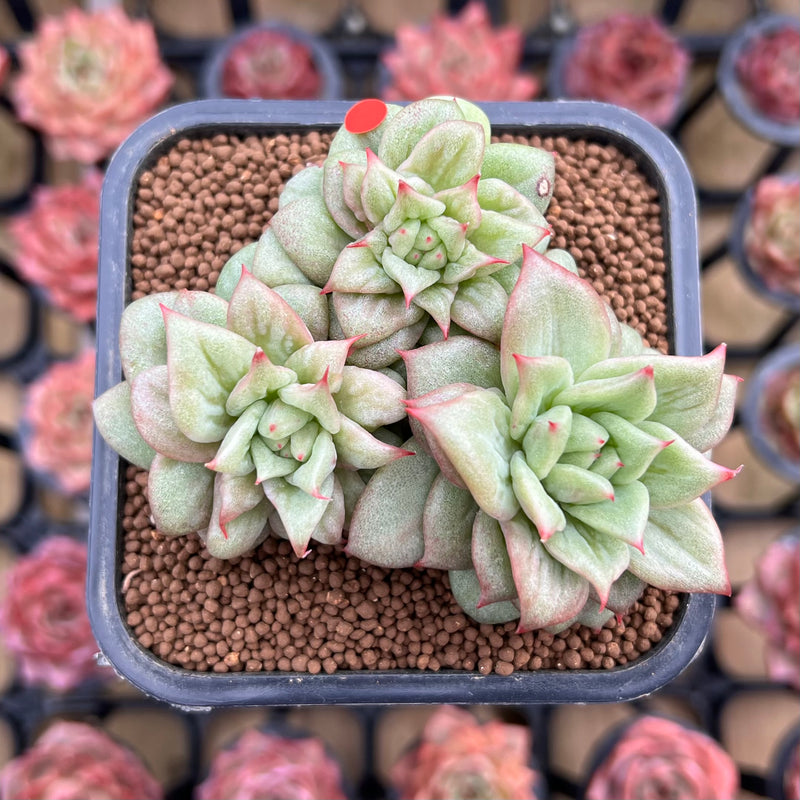 Echeveria Agavoides 'Wrinkle Maria' 3