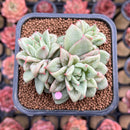 Echeveria Agavoides 'Wrinkle Maria' 3" Cluster Succulent Plant Cutting