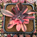 Echeveria 'Hanaikada' Variegated 3" Succulent Plant Cutting