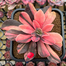 Echeveria 'Hanaikada' Variegated 3" Succulent Plant Cutting