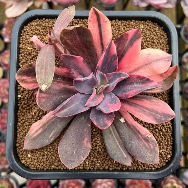 hanaikada succulent Echeveria 'Hanaikada' Variegated 3" Succulent Plant Cutting