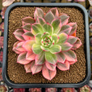 Echeveria Agavoides 'Flamenco' Variegated 4"-5" Succulent Plant Cutting