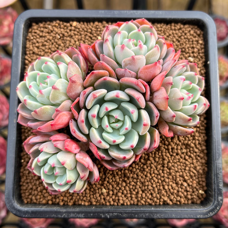Echeveria 'Nanahukumini' 2