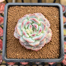 Echeveria 'Albi Fatima' 2"-3" New Hybrid Succulent Plant Cutting