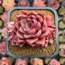 Echeveria 'Colorado' 2" Cluster Changhee Original Hybrid Succulent Plant Cutting