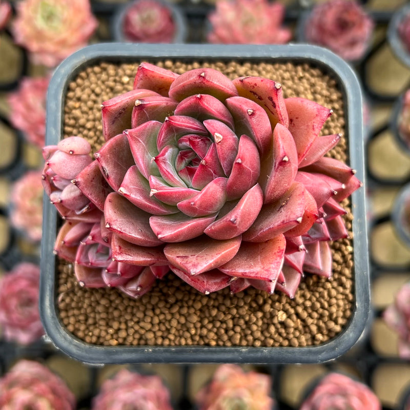 changhee succulent Echeveria 'Colorado' 2" Cluster Changhee Original Hybrid Succulent Plant Cutting