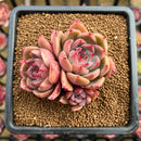 Echeveria 'Colorado' 2" Cluster Changhee Original Hybrid Succulent Plant Cutting