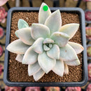Graptopetalum 'Paraguayensis Awayuki' 4"-5" Succulent Plant Cutting