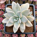 Graptopetalum 'Paraguayensis Awayuki' 4"-5" Succulent Plant Cutting