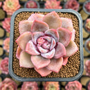 Echeveria 'German Champaign' 2" Succulent Plant Cutting