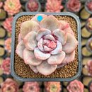 Echeveria 'German Champaign' 2" Succulent Plant Cutting