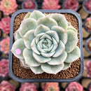 Echeveria 'Monaco' Variegated 2" New Hybrid Succulent Plant Cutting