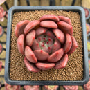 Echeveria 'Champaign' Hybrid 2"-3" Succulent Plant Cutting