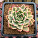 Echeveria Agavoides 'Gold Diamond' Variegated 2"-3" Succulent Plant Cutting