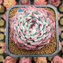 Echeveria 'Pavli' 2" Succulent Plant Cutting